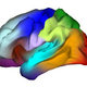 Illustration for article titled Genetic Atlas Yields a Brainbow of Cognitive Information